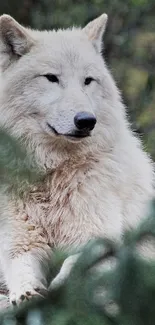 Majestic white wolf in a forest setting mobile wallpaper.