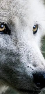 Close-up of a white wolf's face with golden eyes, perfect for a mobile wallpaper.