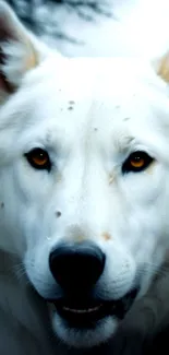 Close-up of a majestic white wolf with piercing eyes, perfect mobile wallpaper.