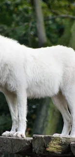 Beautiful white wolf standing in a forest, showcasing nature's majesty.