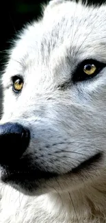 Close-up of a majestic white wolf with amber eyes.