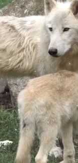 Two majestic white wolves in nature.