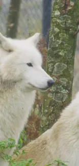 Majestic white wolves in a serene forest setting on mobile wallpaper.