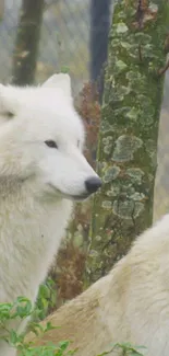 Wallpaper of majestic white wolves in a lush forest setting.