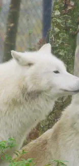 Two majestic white wolves in a serene forest setting, perfect for phone wallpaper.