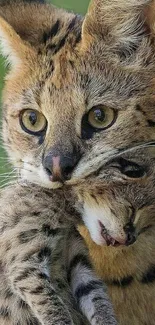 Wild cat holding prey with a green background.