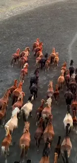 Wild horses running freely on open terrain.