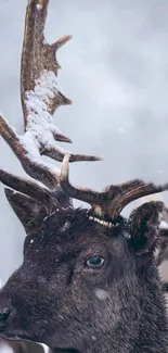 Close-up of a deer with snow-covered antlers in a winter landscape.