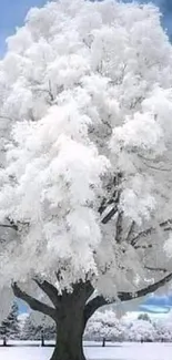 Majestic snowy tree with a serene blue sky in winter scenery.