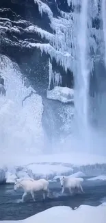 Majestic white horses by a frozen waterfall in winter landscape.