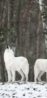 White wolves in a winter forest scene, snow-covered and serene.