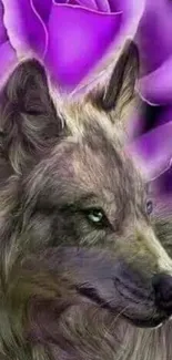 Majestic wolf with purple rose background wallpaper.