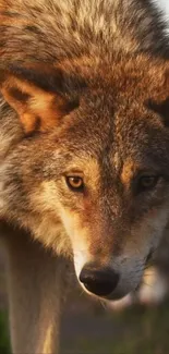 Close-up of a majestic wolf with amber eyes in nature.