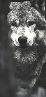 Majestic black and white wolf wallpaper for mobile screen.