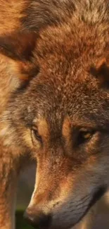 Close-up of a majestic wolf displaying intense gaze and brown fur.