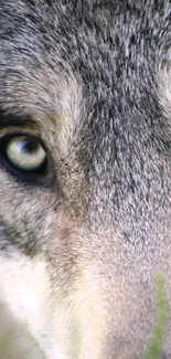 Close-up of a wolf's face with intense gaze and detailed fur texture.