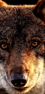 Close-up of a majestic wolf with captivating golden eyes.