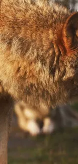 Close-up of a wolf in natural setting, showcasing its fur details.