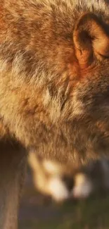 Close-up of a majestic wolf in warm sunlight, highlighting detailed fur.