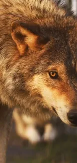 Close-up of a majestic wolf in natural lighting.