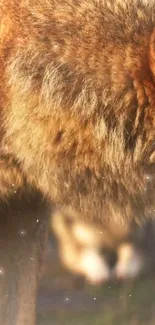 Close-up image of a wolf with detailed fur textures and natural light.