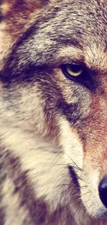 Close-up of a stunning wolf face in a nature-inspired mobile wallpaper.