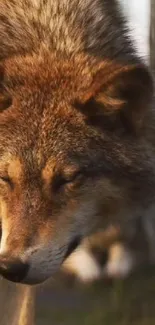 Close-up of a majestic wolf in the wild.