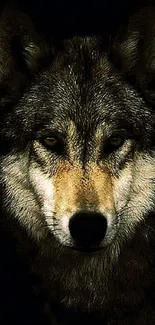 Majestic dark brown wolf in a detailed close-up image.