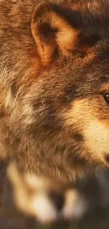 Close-up of a majestic wolf with warm brown tones and detailed fur.