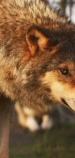 Close-up of a majestic wolf in nature's backdrop.