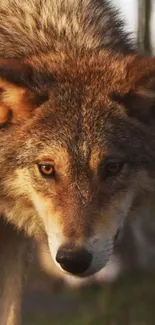 Close-up image of a wolf in its natural habitat, showcasing detailed fur texture.