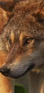 Close-up of a majestic wolf with sienna brown fur and piercing eyes.