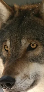 Close-up of a majestic wolf with piercing eyes, set as a mobile wallpaper.