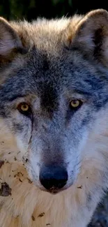 Close-up shot of a majestic gray wolf with piercing eyes.