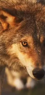 Close-up of a majestic wolf with intense eyes and rich fur texture.