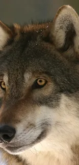 Close-up of a wolf's face showcasing natural beauty.