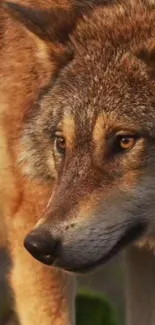 Close-up of a majestic wolf on a vivid nature background.