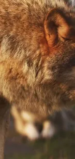 Close-up image of a majestic wolf showcasing detailed fur in warm brown tones.