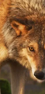 Majestic wolf close-up in nature setting.