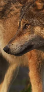 Close-up of a majestic wolf in a natural setting with detailed fur texture.