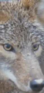 Close-up of a majestic wolf with focused eyes in natural setting.