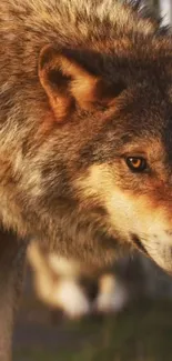 Close-up of a majestic wolf in natural light.