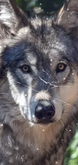 Close-up of a majestic wolf with gray fur and intense eyes.