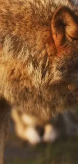 Close-up image of a majestic brown wolf in the wild.