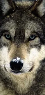 Close-up of a majestic wolf with blue eyes.