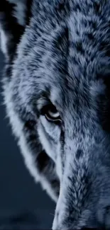 Close-up of a wolf's face in detailed texture.