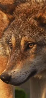 Closeup of a majestic wolf in nature with detailed fur.