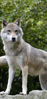 Majestic wolf standing on rock in lush green forest.