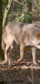 Majestic wolf in a lush forest setting, showcasing nature's tranquility.