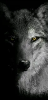 Dark gray wolf with golden eyes on a black background.